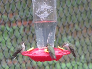 Hummingbirds, Summer '12